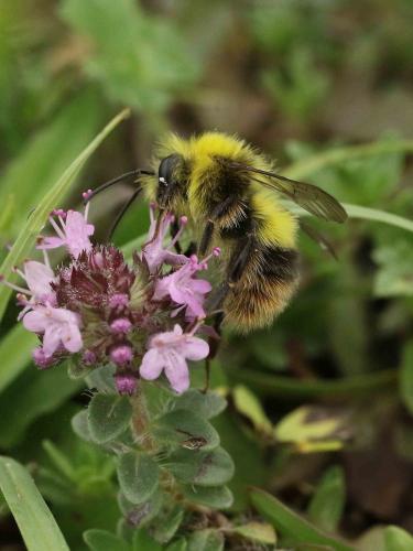 Réf. 191 263 : Bombus pratorum